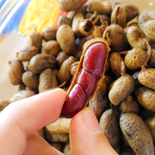 Amendoim cozido fácil; veja como preparar amendoim em casa