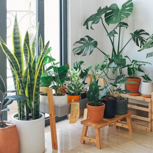 Plantas para ter em Casa